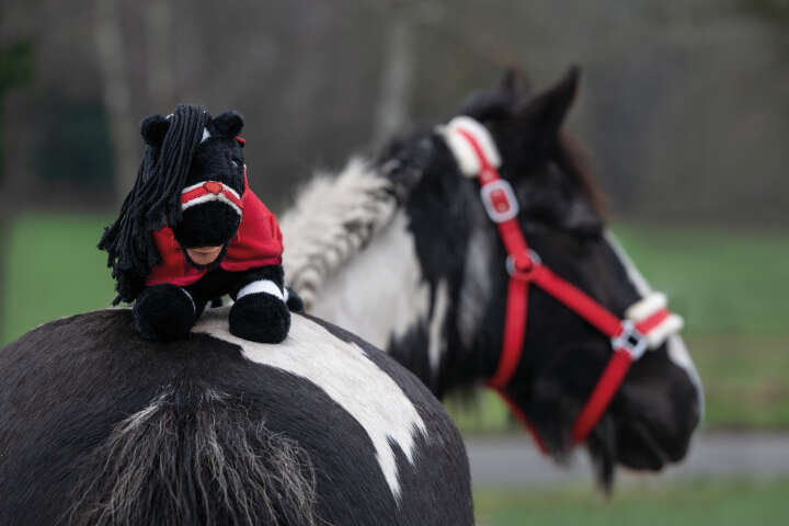 HKM Starterset Cuddle Pony